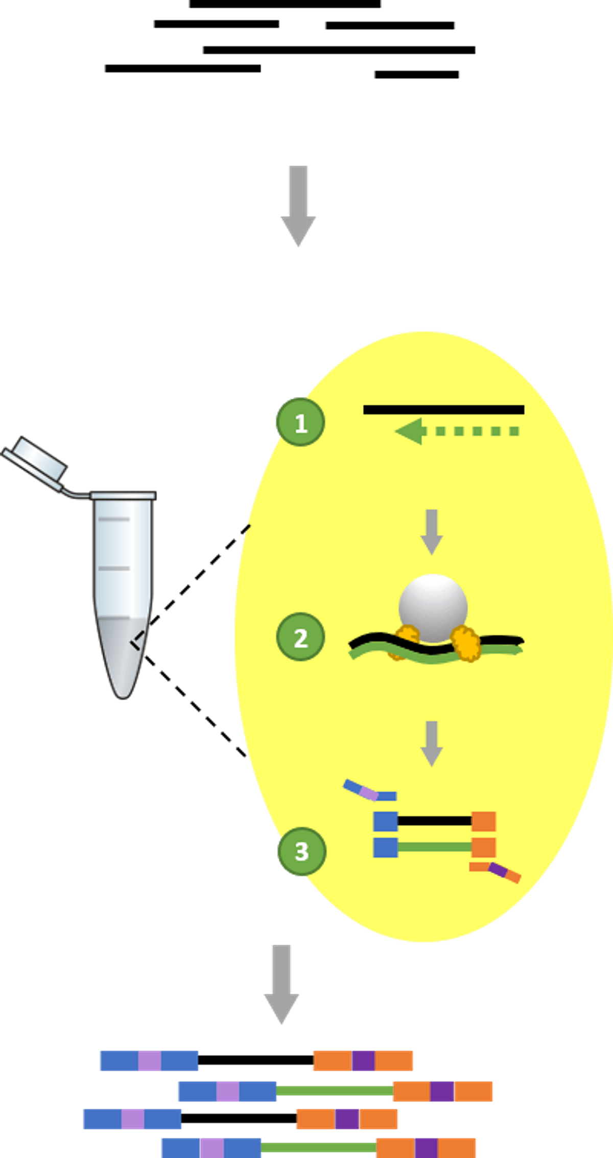 Illumina | BaseSpace™ Sequence Hub Now Supports Whole Genome…