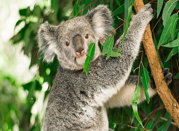 Koala 202772527 2 16x9 360x264