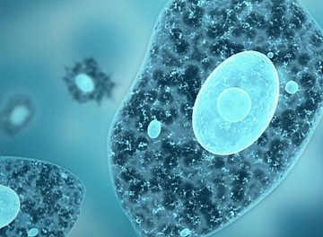 Singlecell