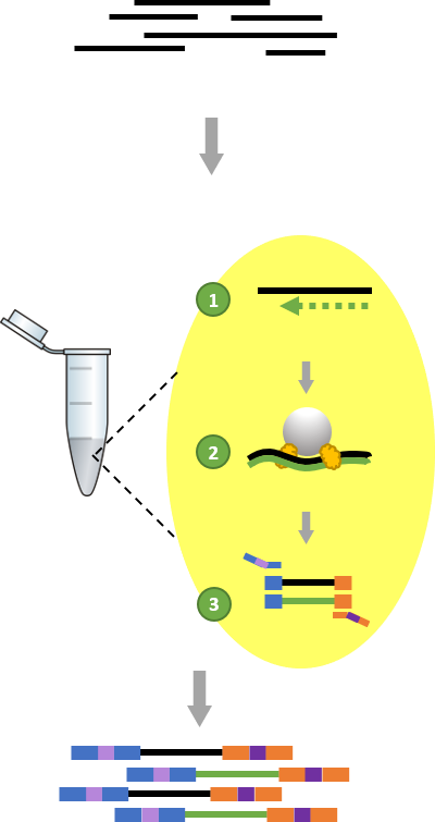 DNA profiling — Science Learning Hub